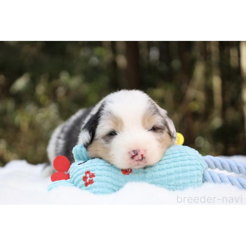 販売中の栃木県のオーストラリアンシェパード-442445の12枚目