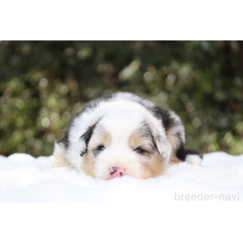 販売中の栃木県のオーストラリアンシェパード-442445の11枚目