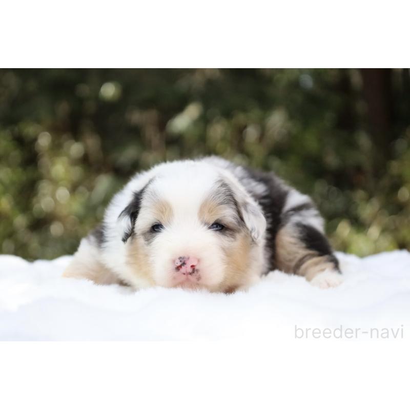 販売中の栃木県のオーストラリアンシェパード-442445の10枚目