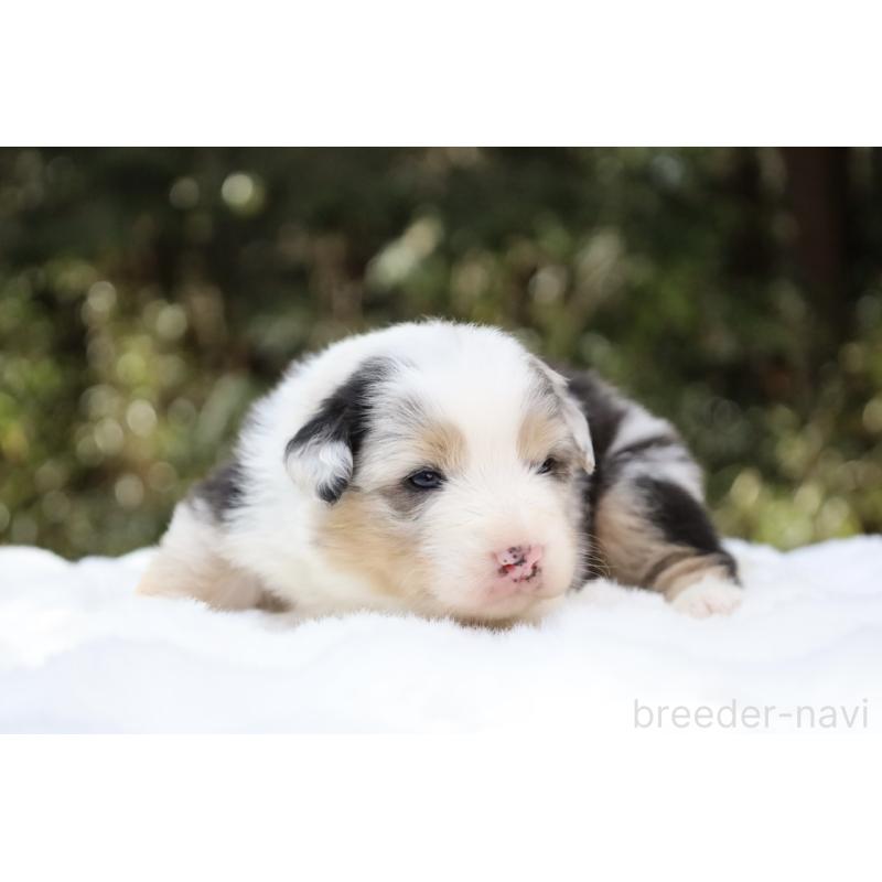 販売中の栃木県のオーストラリアンシェパード-442445の9枚目