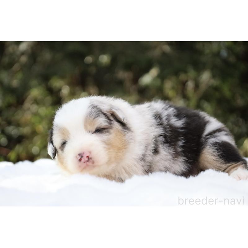 販売中の栃木県のオーストラリアンシェパード-442445の7枚目