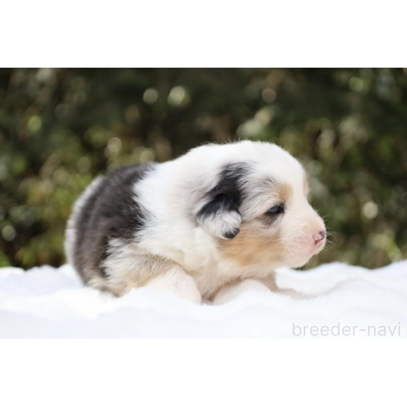 販売中の栃木県のオーストラリアンシェパード-442445の6枚目