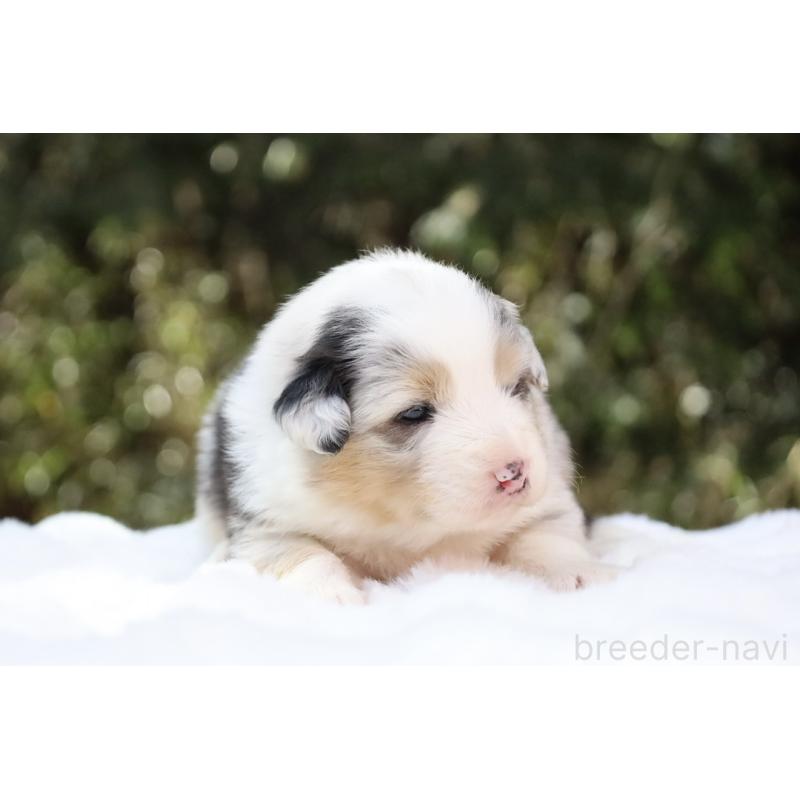 販売中の栃木県のオーストラリアンシェパード-442445の5枚目