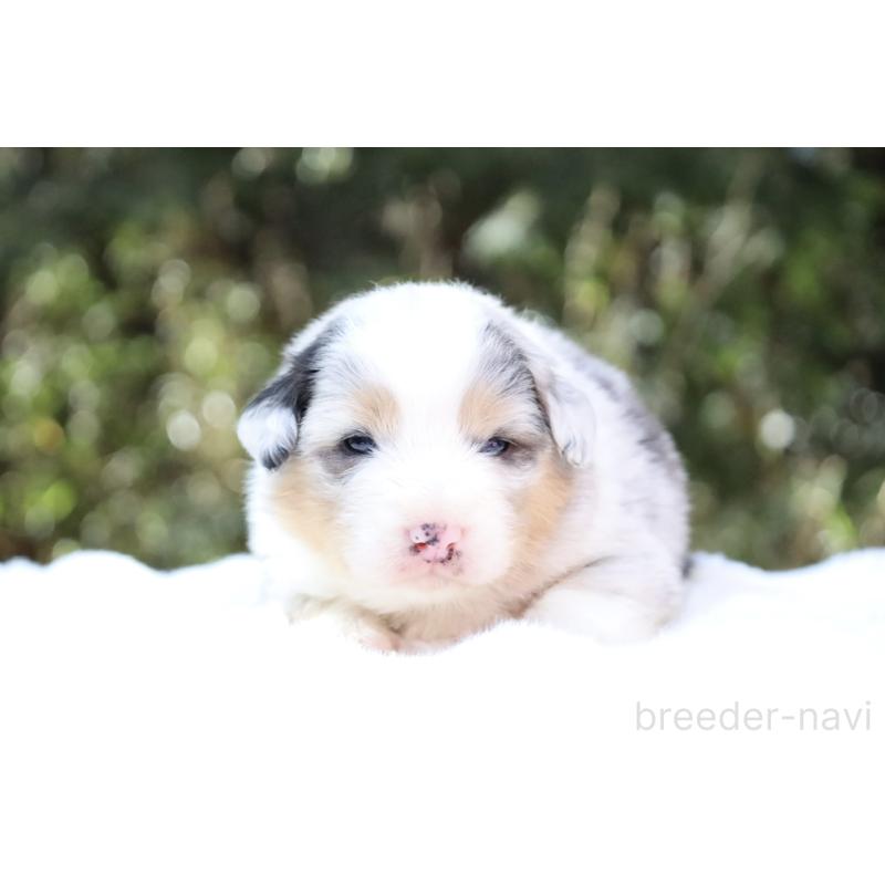 販売中の栃木県のオーストラリアンシェパード-442445の4枚目