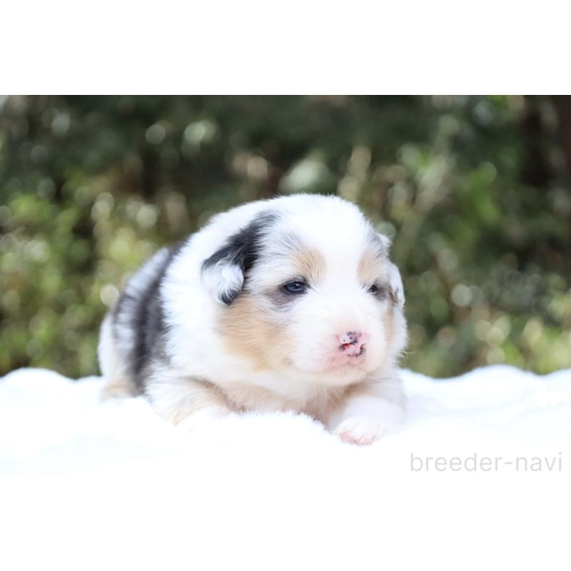 販売中の栃木県のオーストラリアンシェパード-442445の3枚目