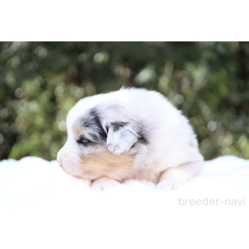 販売中の栃木県のオーストラリアンシェパード-442445の2枚目