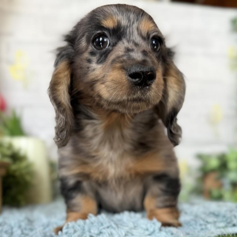 成約済の埼玉県のミニチュアダックスフンド(ロングヘアード)-439246の11枚目