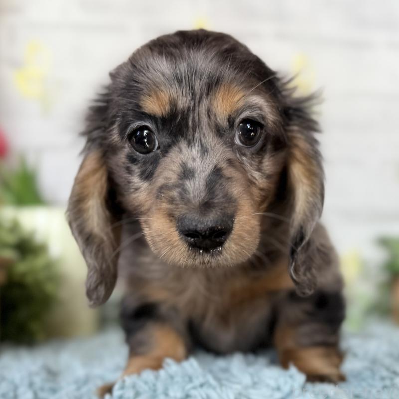 成約済の埼玉県のミニチュアダックスフンド(ロングヘアード)-439246の10枚目