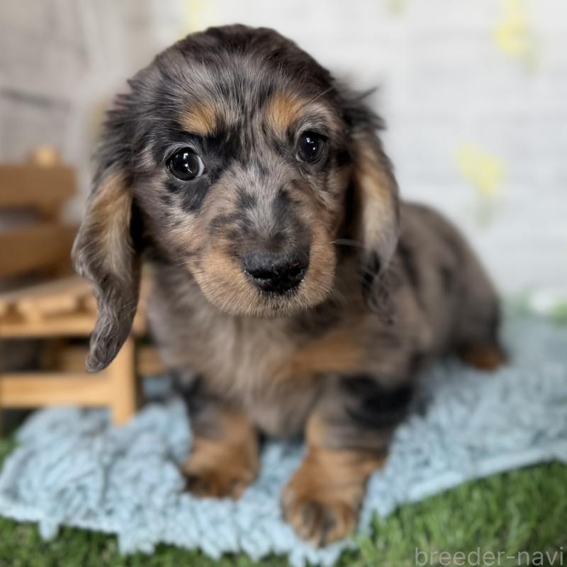成約済の埼玉県のミニチュアダックスフンド(ロングヘアード)-439246の8枚目
