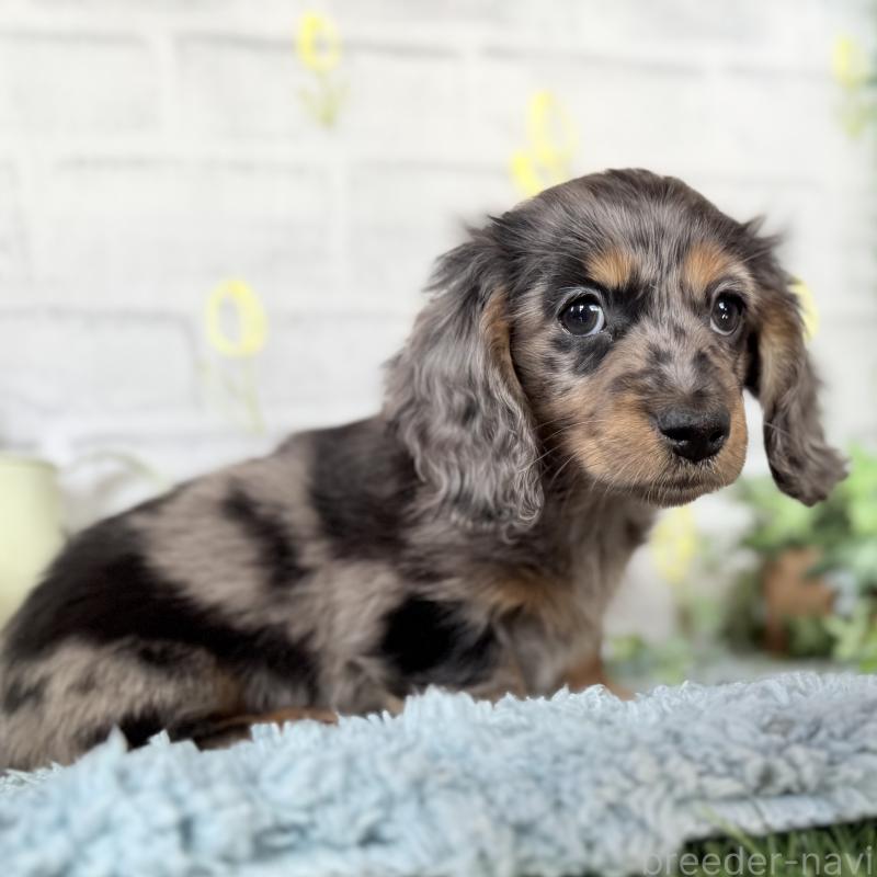 成約済の埼玉県のミニチュアダックスフンド(ロングヘアード)-439246の4枚目