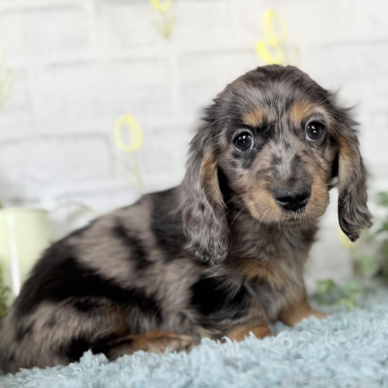 成約済の埼玉県のミニチュアダックスフンド(ロングヘアード)-439246の3枚目