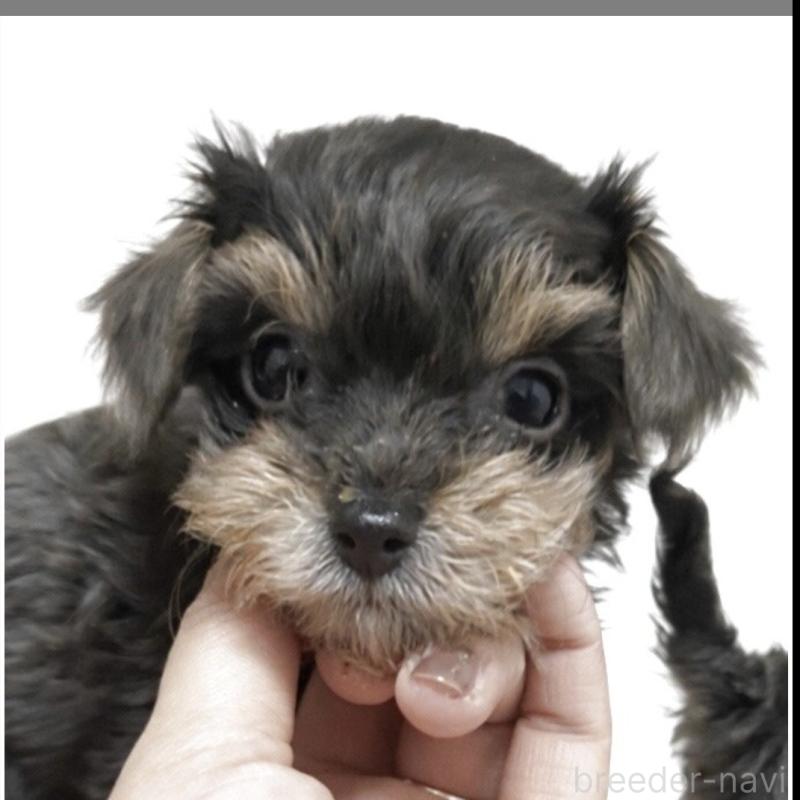 販売中の群馬県のチワプー:チワワ×トイプードル-440666