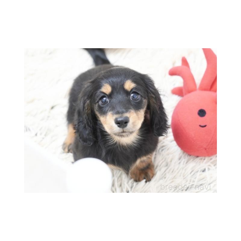 販売中の兵庫県のカニンヘンダックスフンド(ロングヘアード)-432094の3枚目