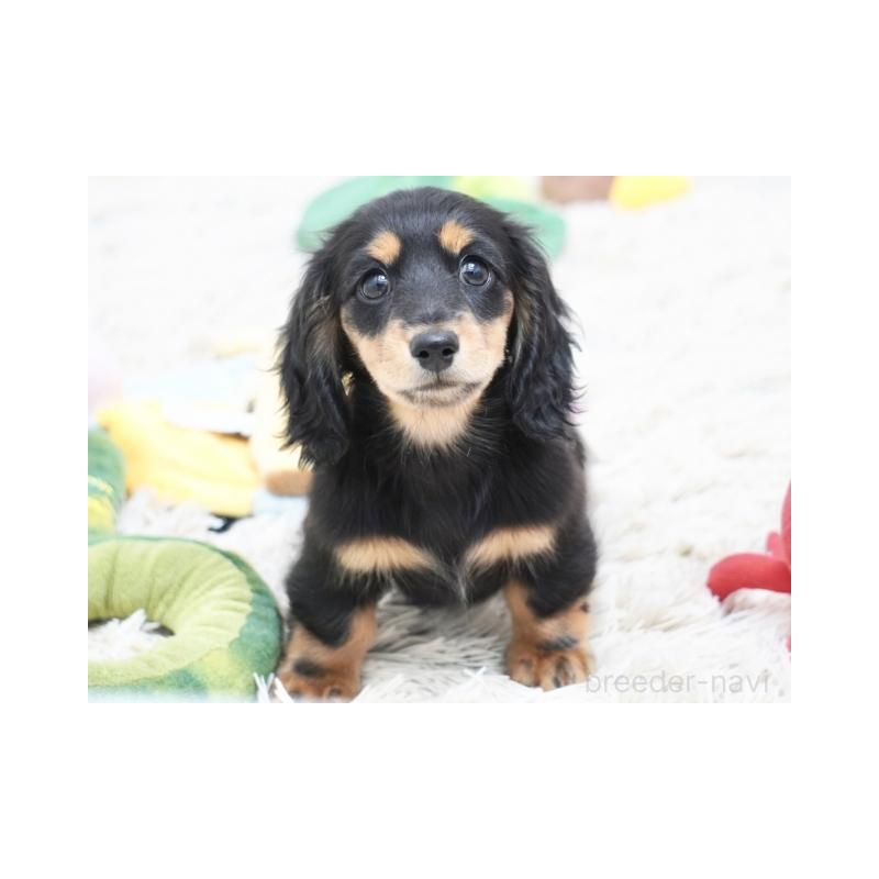 販売中の兵庫県のカニンヘンダックスフンド(ロングヘアード)-432094の2枚目