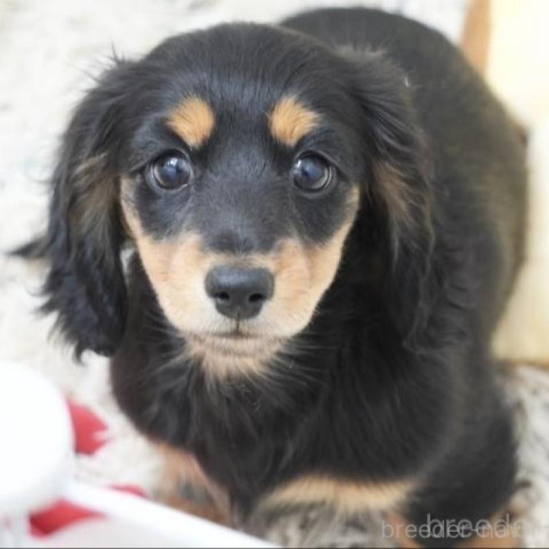 販売中の兵庫県のカニンヘンダックスフンド(ロングヘアード)-432094の1枚目