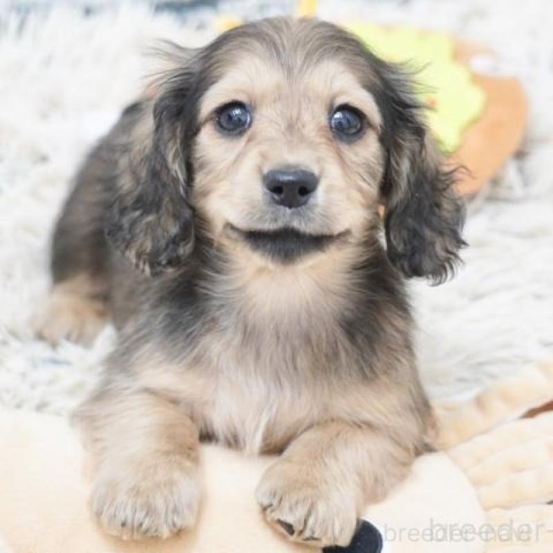 販売中の兵庫県のミニチュアダックスフンド(ロングヘアード)-436813