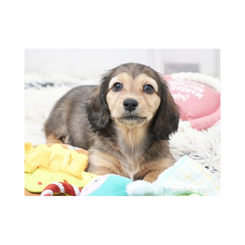 販売中の兵庫県のミニチュアダックスフンド(ロングヘアード)-435300の3枚目