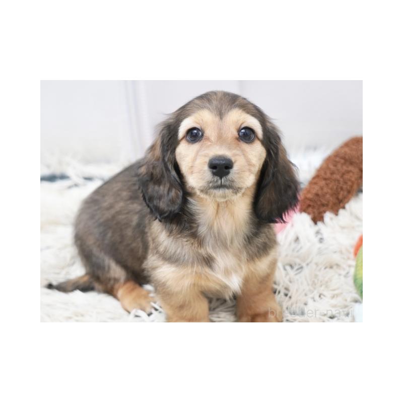 販売中の兵庫県のミニチュアダックスフンド(ロングヘアード)-435300の2枚目