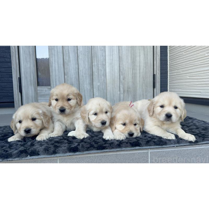 販売中の静岡県のゴールデンレトリーバー-442451の5枚目