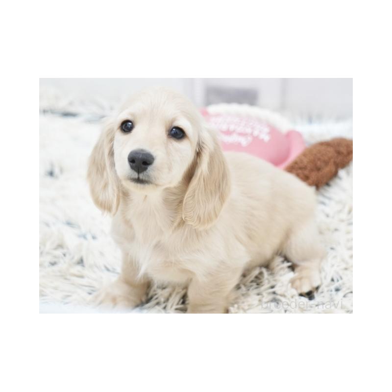 販売中の兵庫県のミニチュアダックスフンド(ロングヘアード)-435296の4枚目