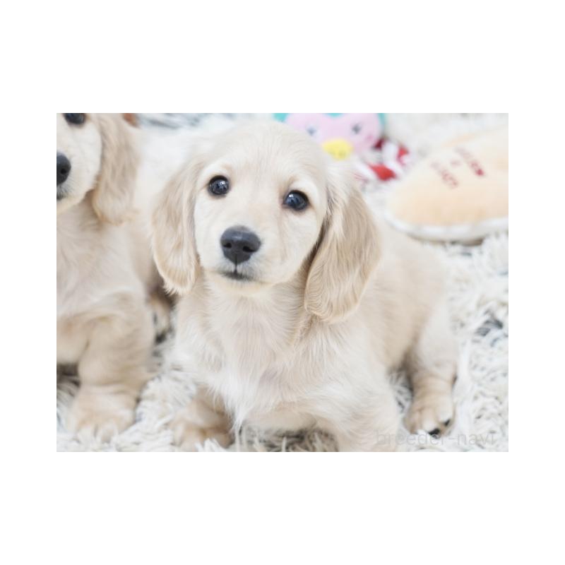 販売中の兵庫県のミニチュアダックスフンド(ロングヘアード)-435296の2枚目