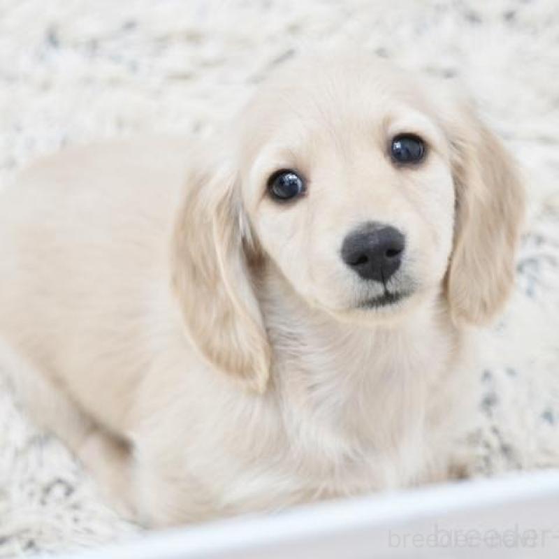 販売中の兵庫県のミニチュアダックスフンド(ロングヘアード)-435296