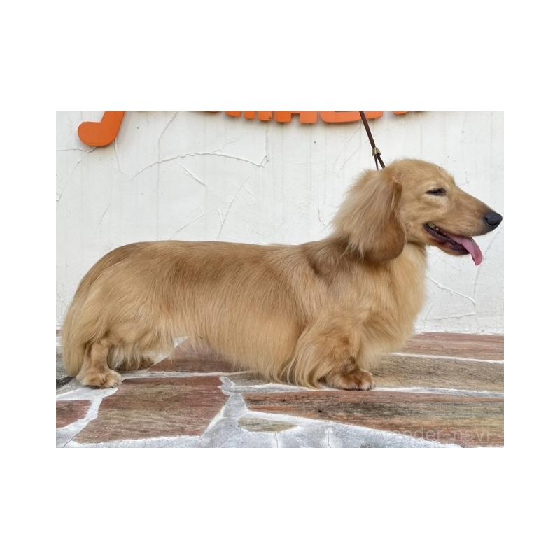 販売中の兵庫県のミニチュアダックスフンド(ロングヘアード)-435295の4枚目