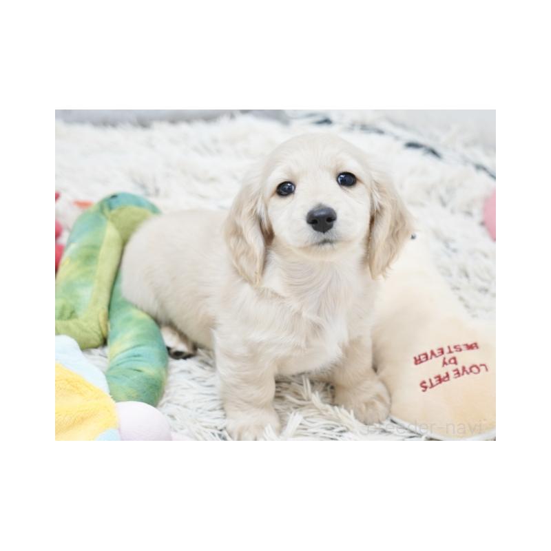 販売中の兵庫県のミニチュアダックスフンド(ロングヘアード)-435295の3枚目