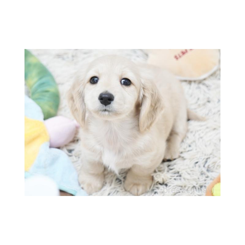 販売中の兵庫県のミニチュアダックスフンド(ロングヘアード)-435295の2枚目