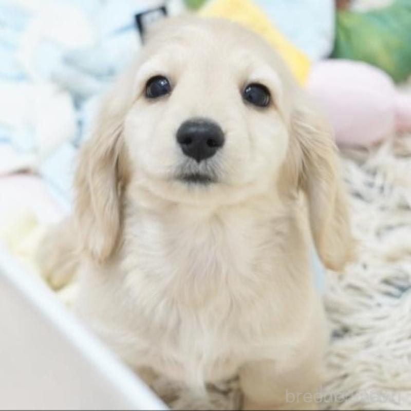 販売中の兵庫県のミニチュアダックスフンド(ロングヘアード)-435259