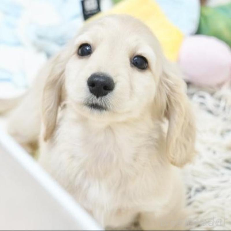 販売中の兵庫県のミニチュアダックスフンド(ロングヘアード)-435259の3枚目