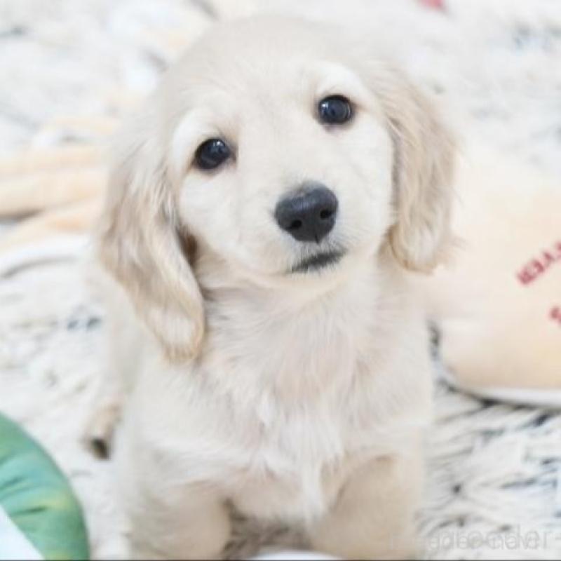 販売中の兵庫県のミニチュアダックスフンド(ロングヘアード)-435259の2枚目