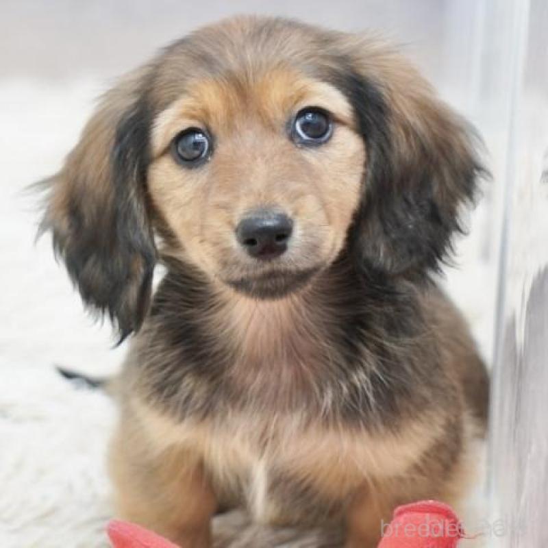 販売中の兵庫県のカニンヘンダックスフンド(ロングヘアード)-435258