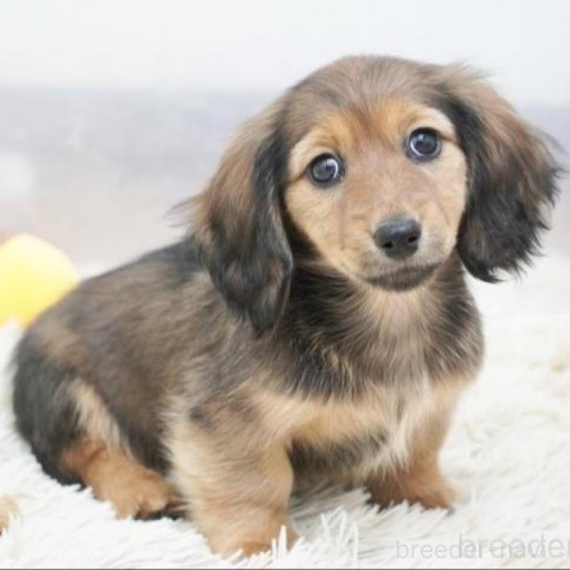 販売中の兵庫県のカニンヘンダックスフンド(ロングヘアード)-435258の2枚目