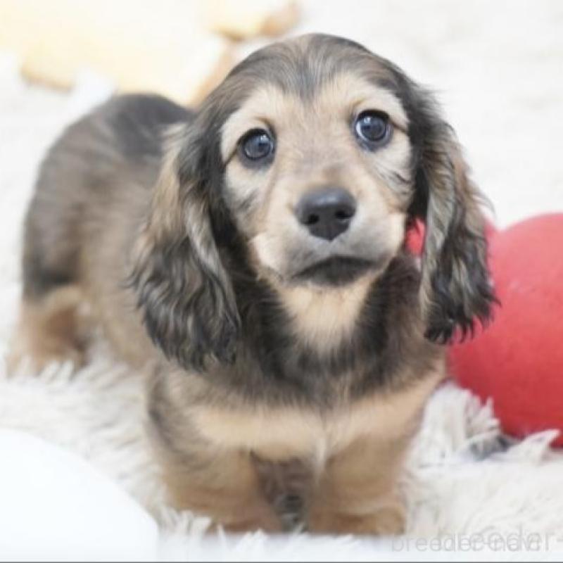 販売中の兵庫県のミニチュアダックスフンド(ロングヘアード)-436814の3枚目