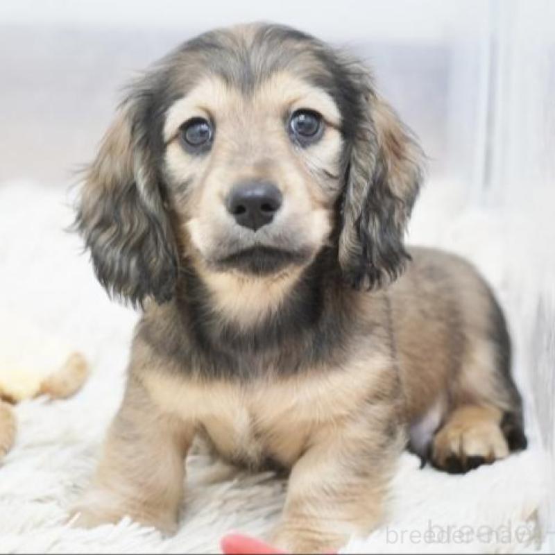 販売中の兵庫県のミニチュアダックスフンド(ロングヘアード)-436814の2枚目