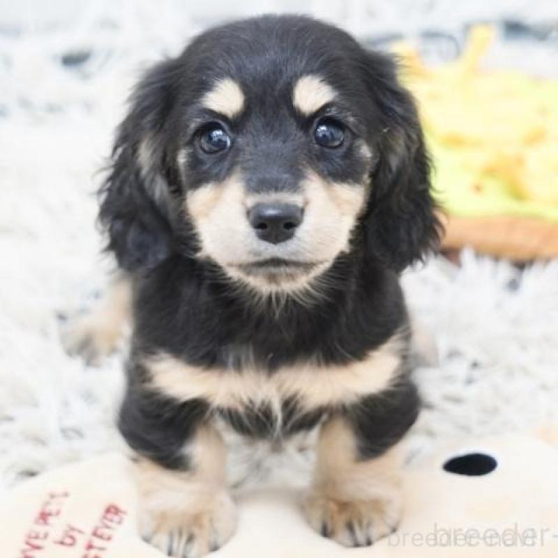 販売中の兵庫県のミニチュアダックスフンド(ロングヘアード)-436815の3枚目