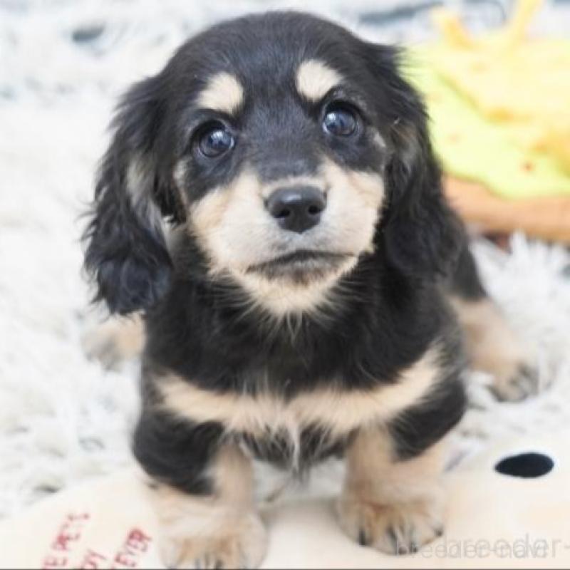 販売中の兵庫県のミニチュアダックスフンド(ロングヘアード)-436815