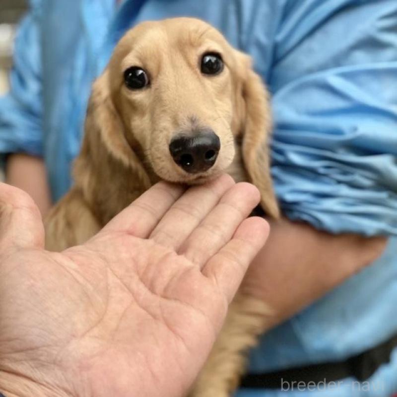 販売中の兵庫県のカニンヘンダックスフンド(ロングヘアード)-432085の5枚目