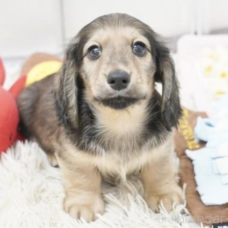 販売中の兵庫県のカニンヘンダックスフンド(ロングヘアード)-432085の3枚目