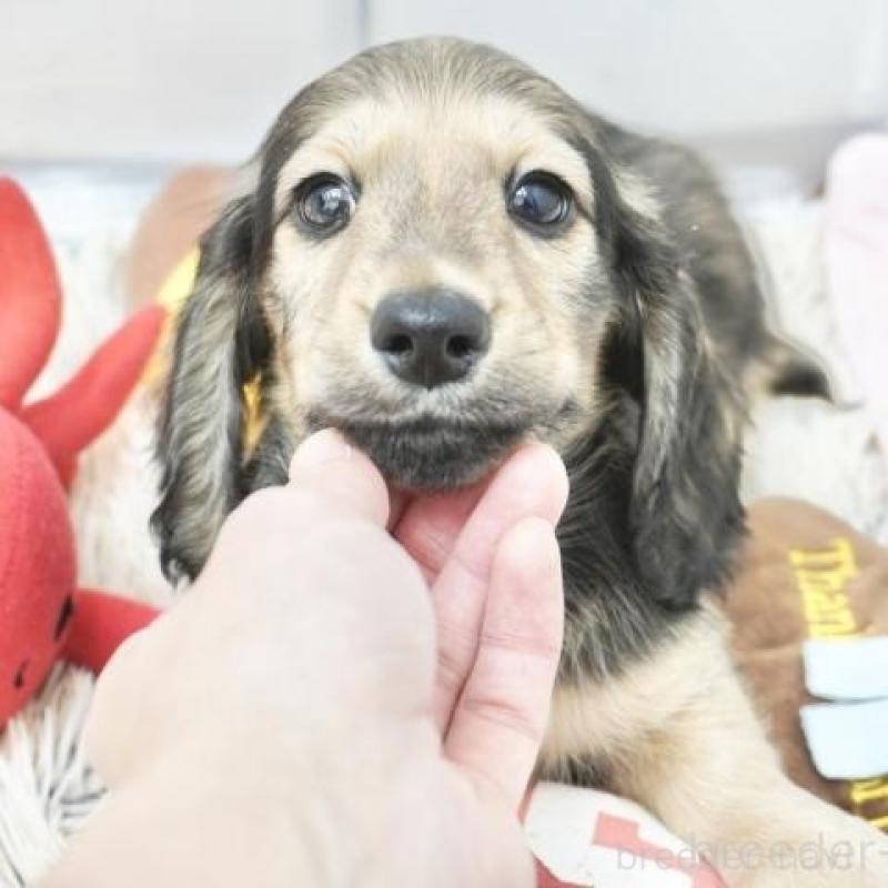 販売中の兵庫県のカニンヘンダックスフンド(ロングヘアード)-432085の2枚目