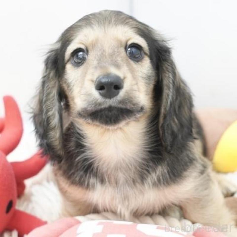 販売中の兵庫県のカニンヘンダックスフンド(ロングヘアード)-432085の1枚目