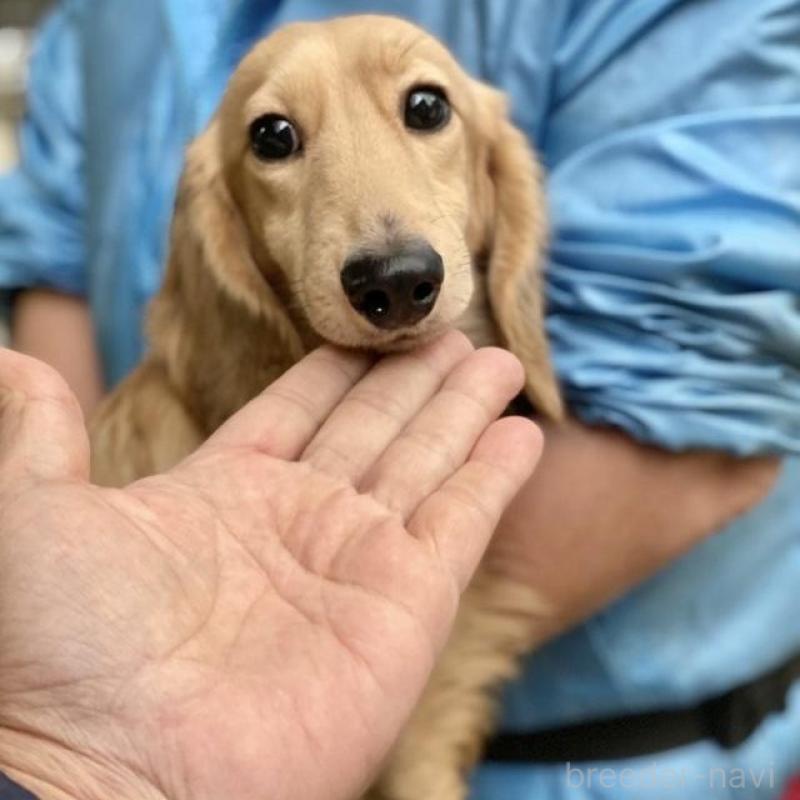 販売中の兵庫県のカニンヘンダックスフンド(ロングヘアード)-432088の7枚目