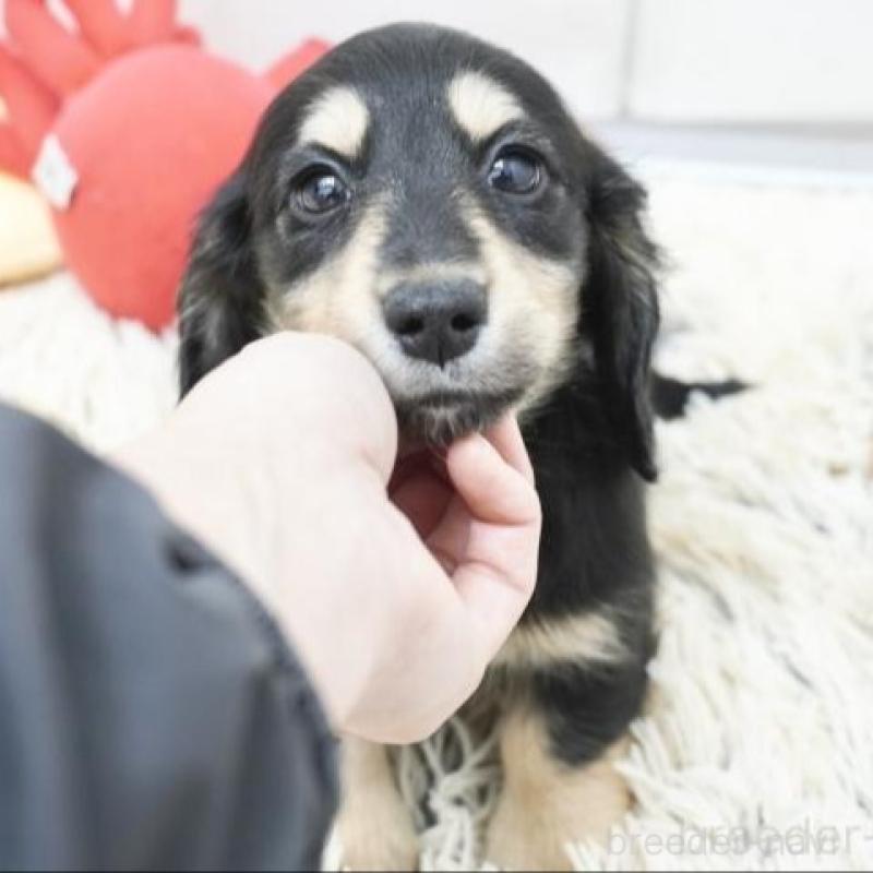 販売中の兵庫県のカニンヘンダックスフンド(ロングヘアード)-432088の3枚目