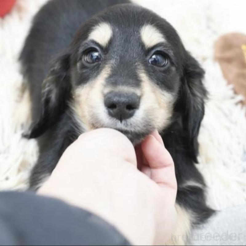 販売中の兵庫県のカニンヘンダックスフンド(ロングヘアード)-432088の2枚目