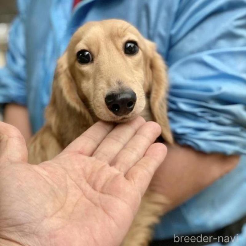 販売中の兵庫県のカニンヘンダックスフンド(ロングヘアード)-432090の4枚目