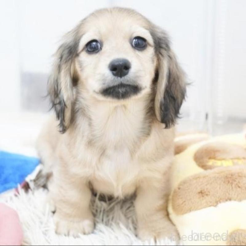 販売中の兵庫県のカニンヘンダックスフンド(ロングヘアード)-432090の3枚目