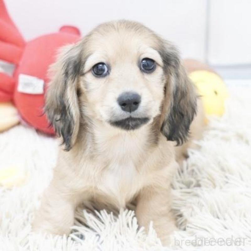 販売中の兵庫県のカニンヘンダックスフンド(ロングヘアード)-432090の2枚目