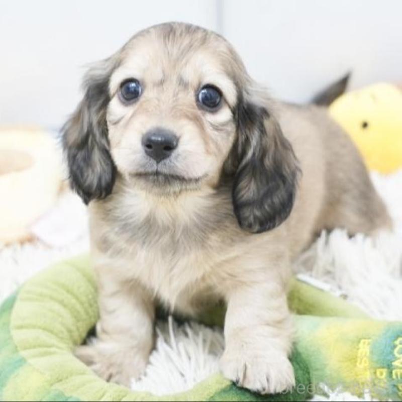 販売中の兵庫県のミニチュアダックスフンド(ロングヘアード)-435290