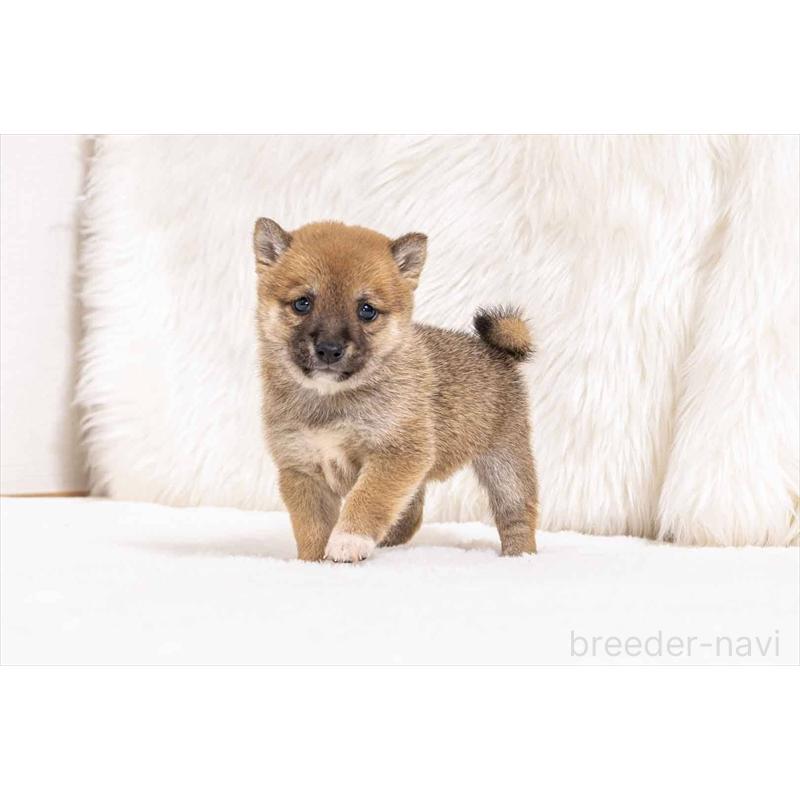 販売中の大分県の豆柴-442452の3枚目